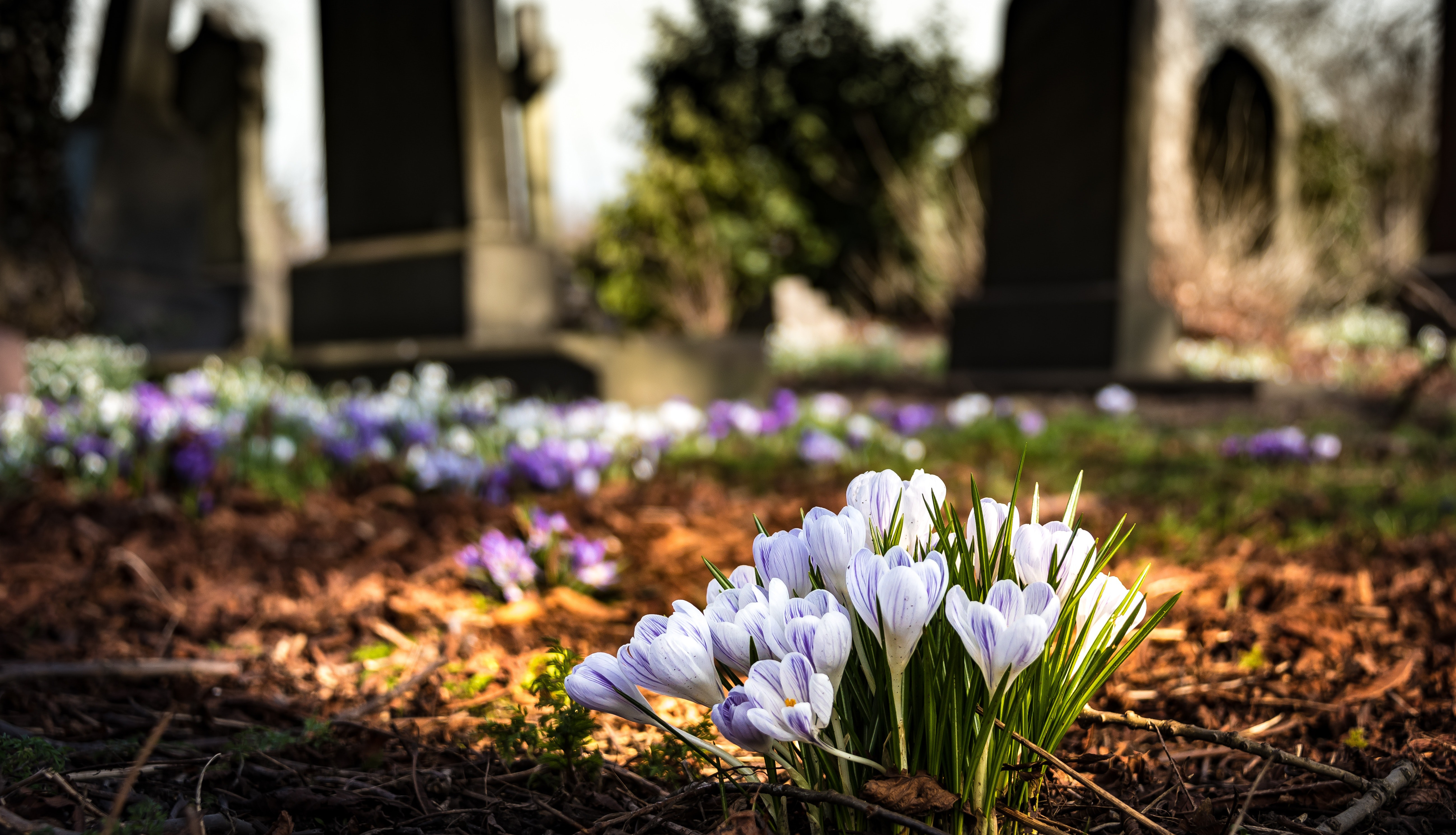 Blossoms in a graveyard infront of a tombstone